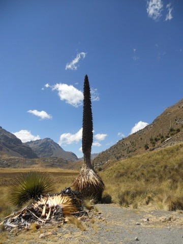 プヤ・ライモンディ