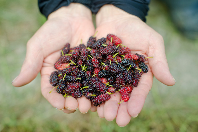 tokusyu-simaguwa-p0105