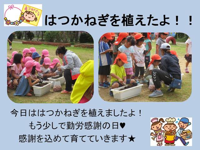 はつかねぎを植えたよ！！