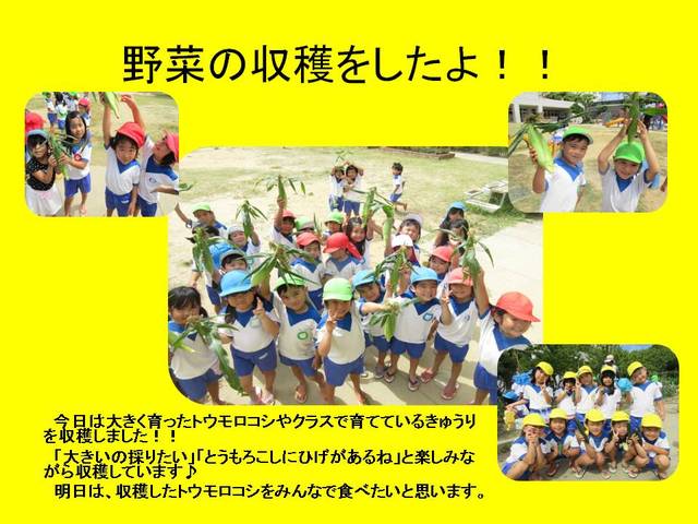 野菜の収穫をしたよ！！