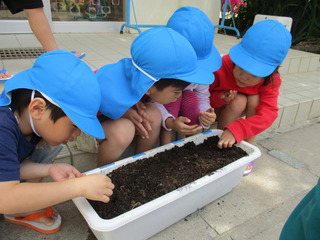 朝顔の種植え写真