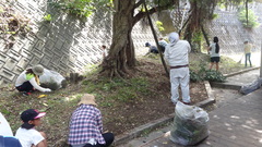 ガジュマルDSC03445