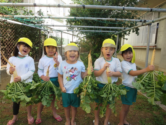 にじぐみ大根収穫