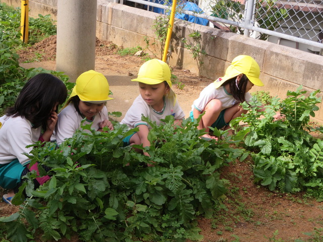 にじぐみだいこん