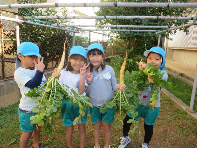 だいこん収穫２