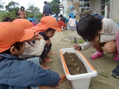 チューリップ２