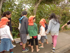 チューリップ３