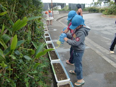 チューリップ４