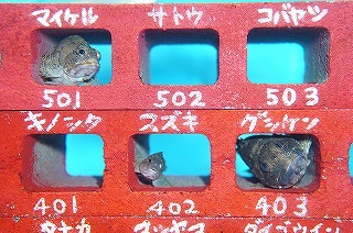 奇跡の水族館